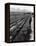 Workers Picking Grapes in Vineyard, Paarl, South Africa, June 1955-null-Framed Premier Image Canvas