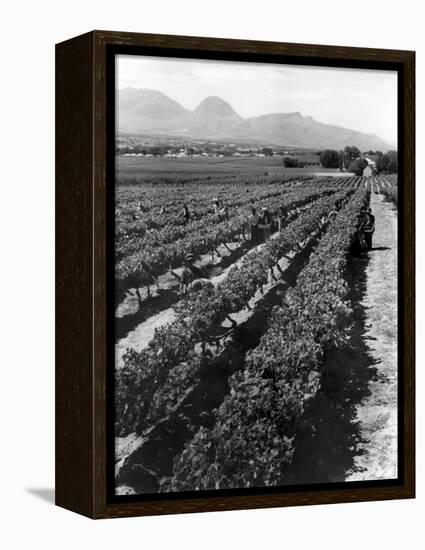 Workers Picking Grapes in Vineyard, Paarl, South Africa, June 1955-null-Framed Premier Image Canvas