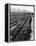 Workers Picking Grapes in Vineyard, Paarl, South Africa, June 1955-null-Framed Premier Image Canvas