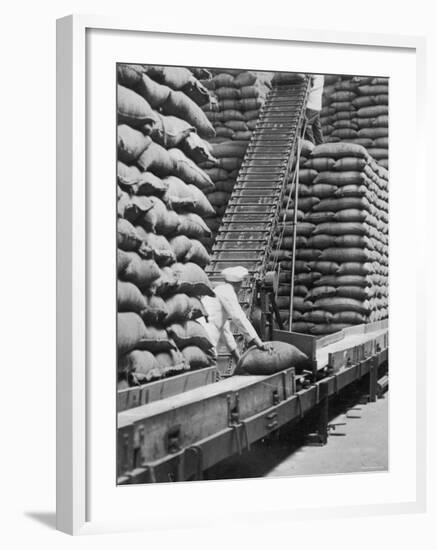 Workers Unloading Bags of Cocoa Beans at a Cadbury Manufacturing Plant-null-Framed Photographic Print