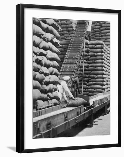 Workers Unloading Bags of Cocoa Beans at a Cadbury Manufacturing Plant-null-Framed Photographic Print