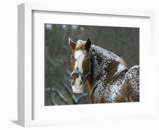 Workhorse Braves the Snow and Falling Temperatures at a Farm in Bainbridge Township, Ohio-null-Framed Photographic Print