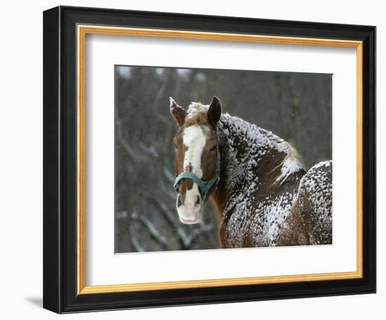 Workhorse Braves the Snow and Falling Temperatures at a Farm in Bainbridge Township, Ohio-null-Framed Photographic Print