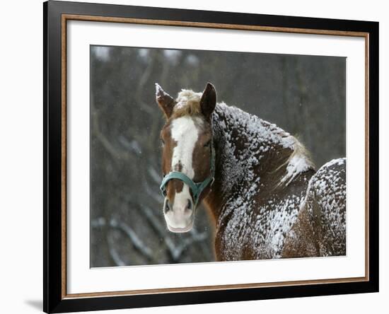 Workhorse Braves the Snow and Falling Temperatures at a Farm in Bainbridge Township, Ohio-null-Framed Photographic Print