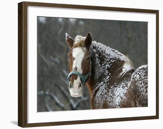 Workhorse Braves the Snow and Falling Temperatures at a Farm in Bainbridge Township, Ohio-null-Framed Photographic Print