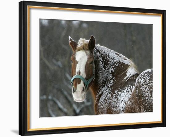 Workhorse Braves the Snow and Falling Temperatures at a Farm in Bainbridge Township, Ohio-null-Framed Photographic Print