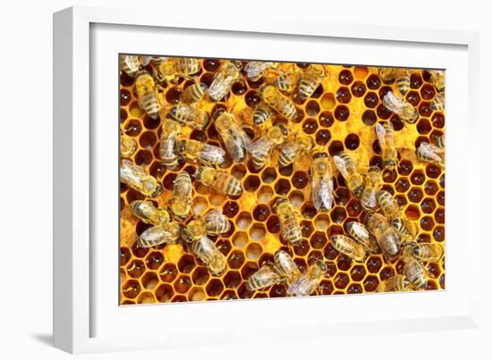Working Bees on Honeycells-mady70-Framed Photographic Print