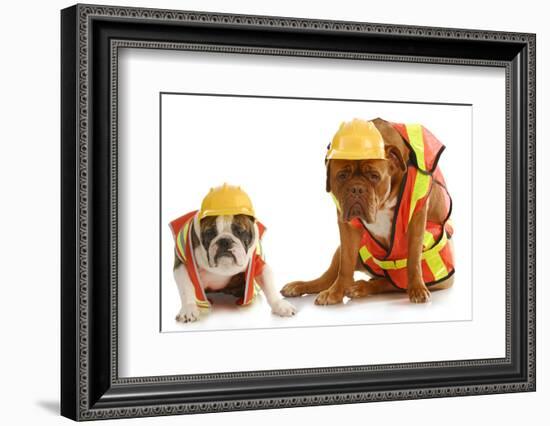 Working Dogs - English Bulldog And Dogue De Bordeaux Dressed Like Very Tire Construction Workers-Willee Cole-Framed Photographic Print