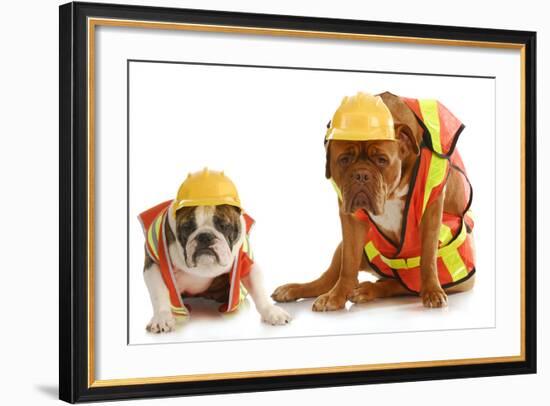 Working Dogs - English Bulldog And Dogue De Bordeaux Dressed Like Very Tire Construction Workers-Willee Cole-Framed Photographic Print