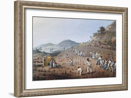 Working in the Field in Antigua, Lesser Antilles, 1823-William Clark-Framed Giclee Print