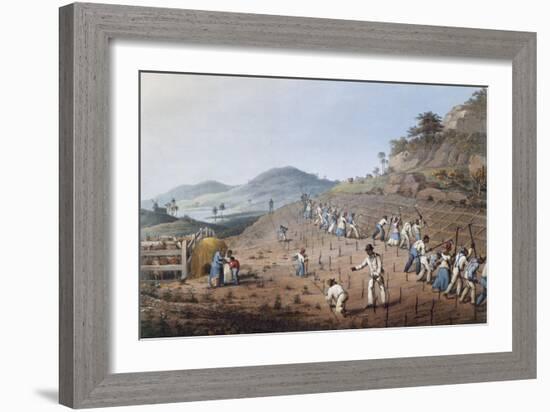 Working in the Field in Antigua, Lesser Antilles, 1823-William Clark-Framed Giclee Print