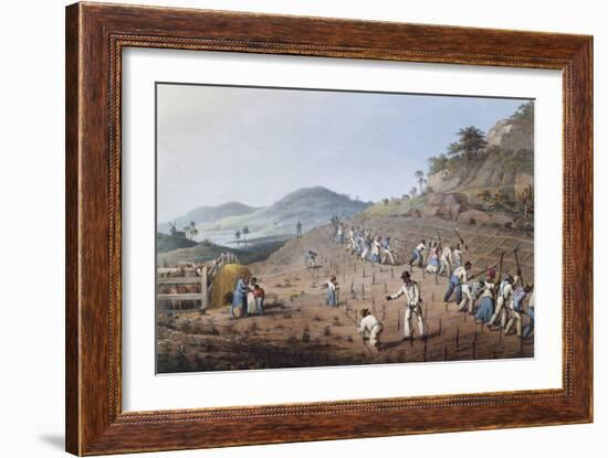 Working in the Field in Antigua, Lesser Antilles, 1823-William Clark-Framed Giclee Print