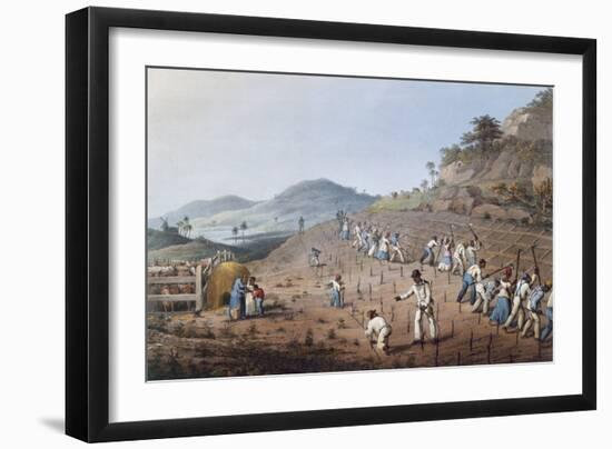 Working in the Field in Antigua, Lesser Antilles, 1823-William Clark-Framed Giclee Print