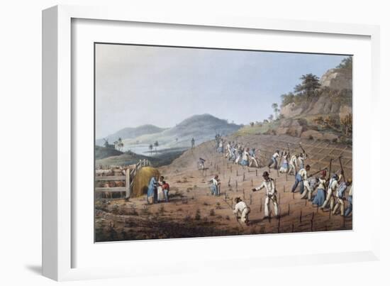 Working in the Field in Antigua, Lesser Antilles, 1823-William Clark-Framed Giclee Print