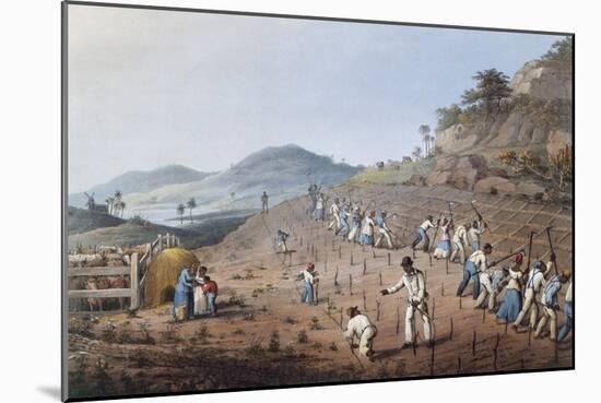 Working in the Field in Antigua, Lesser Antilles, 1823-William Clark-Mounted Giclee Print
