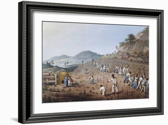 Working in the Field in Antigua, Lesser Antilles, 1823-William Clark-Framed Giclee Print