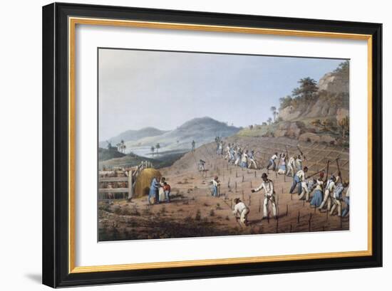 Working in the Field in Antigua, Lesser Antilles, 1823-William Clark-Framed Giclee Print