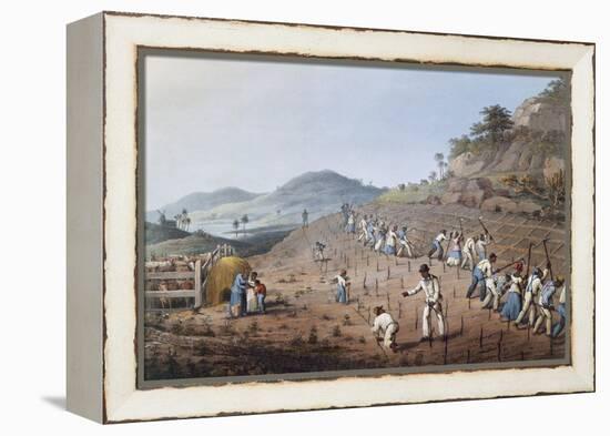 Working in the Field in Antigua, Lesser Antilles, 1823-William Clark-Framed Premier Image Canvas