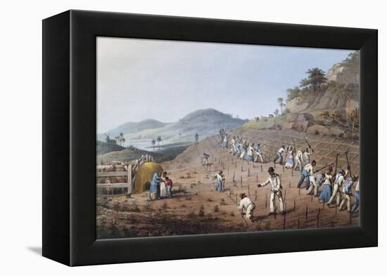 Working in the Field in Antigua, Lesser Antilles, 1823-William Clark-Framed Premier Image Canvas