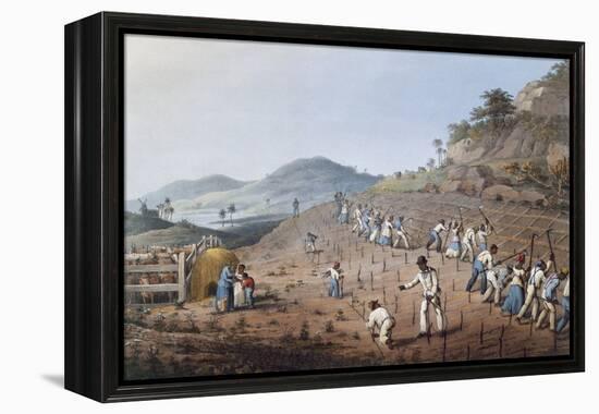 Working in the Field in Antigua, Lesser Antilles, 1823-William Clark-Framed Premier Image Canvas