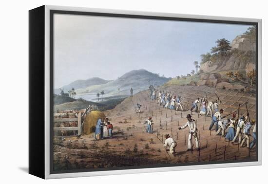 Working in the Field in Antigua, Lesser Antilles, 1823-William Clark-Framed Premier Image Canvas