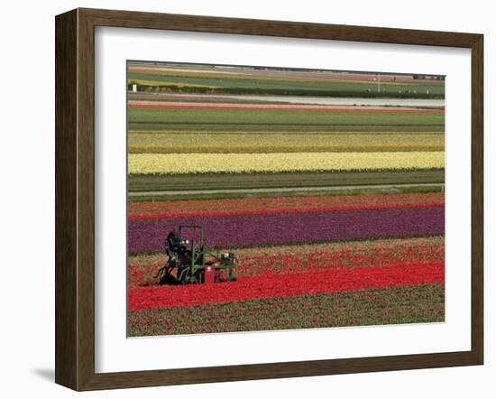 Working in the Tulip Rows in the Bulb Fields, Near Lisse, Holland (The Netherlands)-Gary Cook-Framed Photographic Print