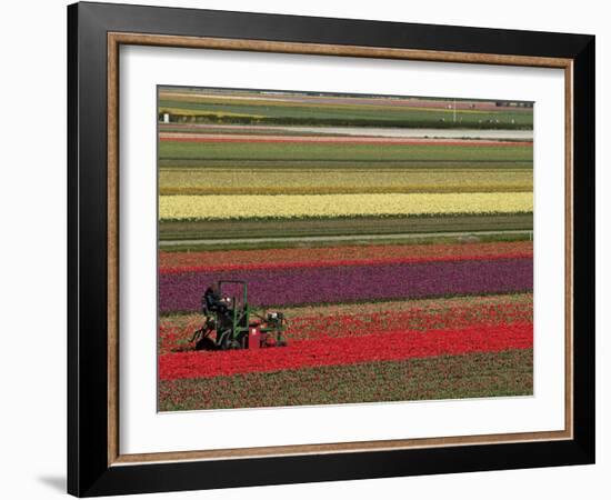 Working in the Tulip Rows in the Bulb Fields, Near Lisse, Holland (The Netherlands)-Gary Cook-Framed Photographic Print