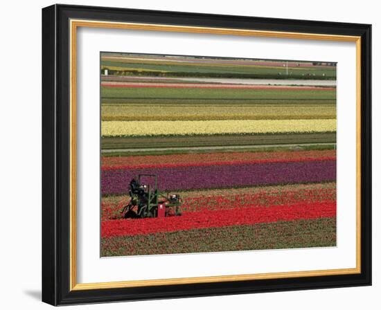 Working in the Tulip Rows in the Bulb Fields, Near Lisse, Holland (The Netherlands)-Gary Cook-Framed Photographic Print