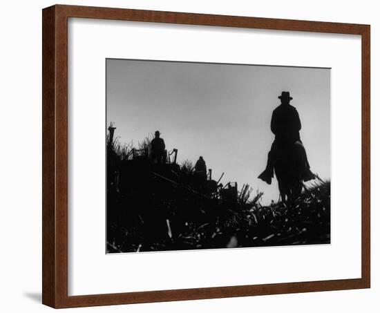 Workmen Harvesting Sugar Cane in a Field-Howard Sochurek-Framed Photographic Print