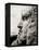 Workmen on Face of George Washington-null-Framed Premier Image Canvas