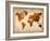 World  Map 7-NaxArt-Framed Art Print