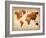 World  Map 7-NaxArt-Framed Art Print