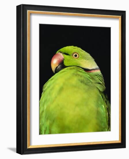 World's Rarest Parrakeet, Shoals of Capricorn, Mauritius Wildlife Foundation, Mauritius-Murray Louise-Framed Photographic Print