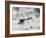 World War One Aircraft, 1916-17-English Photographer-Framed Photographic Print