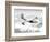 Worlds Largest Flying Boat, the New Martin Mars-null-Framed Photographic Print