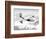 Worlds Largest Flying Boat, the New Martin Mars-null-Framed Photographic Print