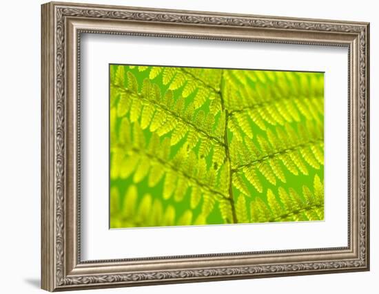 Worm-Fern, Dyopteris Filix-Mas, Leaf, Close-Up, Fern, Fern-Leaf, Fern-Plant, Fronds, Dusters, Leaf-Herbert Kehrer-Framed Photographic Print