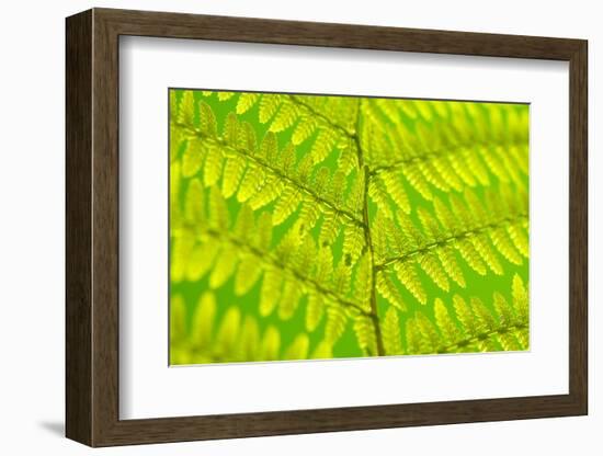 Worm-Fern, Dyopteris Filix-Mas, Leaf, Close-Up, Fern, Fern-Leaf, Fern-Plant, Fronds, Dusters, Leaf-Herbert Kehrer-Framed Photographic Print