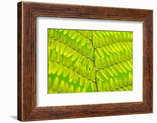 Worm-Fern, Dyopteris Filix-Mas, Leaf, Close-Up, Fern, Fern-Leaf, Fern-Plant, Fronds, Dusters, Leaf-Herbert Kehrer-Framed Photographic Print