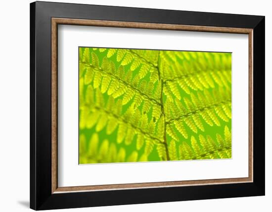 Worm-Fern, Dyopteris Filix-Mas, Leaf, Close-Up, Fern, Fern-Leaf, Fern-Plant, Fronds, Dusters, Leaf-Herbert Kehrer-Framed Photographic Print