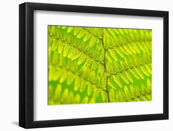 Worm-Fern, Dyopteris Filix-Mas, Leaf, Close-Up, Fern, Fern-Leaf, Fern-Plant, Fronds, Dusters, Leaf-Herbert Kehrer-Framed Photographic Print