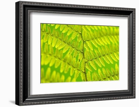 Worm-Fern, Dyopteris Filix-Mas, Leaf, Close-Up, Fern, Fern-Leaf, Fern-Plant, Fronds, Dusters, Leaf-Herbert Kehrer-Framed Photographic Print