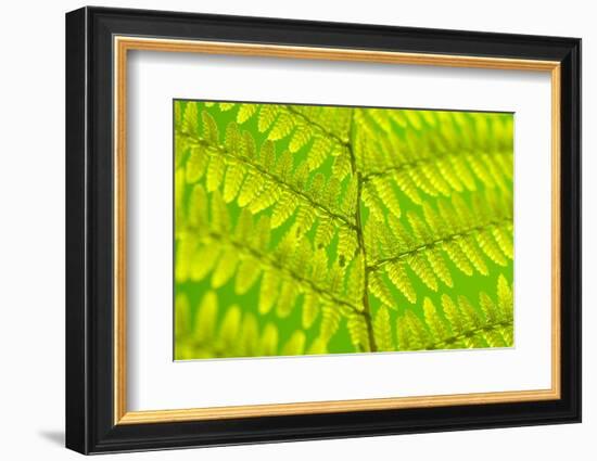 Worm-Fern, Dyopteris Filix-Mas, Leaf, Close-Up, Fern, Fern-Leaf, Fern-Plant, Fronds, Dusters, Leaf-Herbert Kehrer-Framed Photographic Print