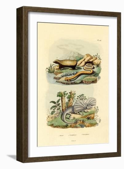 Worm Lizard, 1833-39-null-Framed Giclee Print