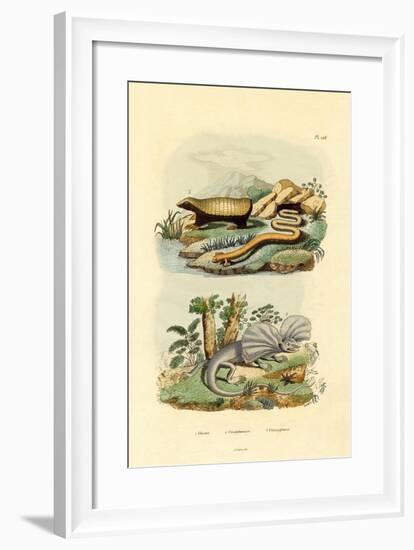 Worm Lizard, 1833-39-null-Framed Giclee Print