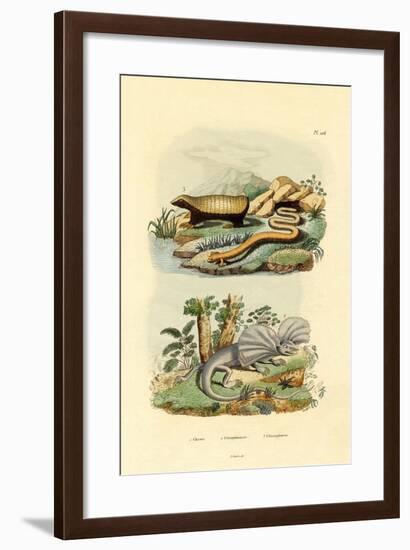 Worm Lizard, 1833-39-null-Framed Giclee Print