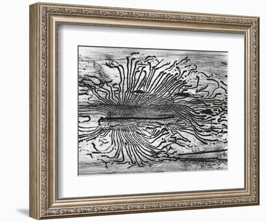 Worm Wood, California, c. 1937-Brett Weston-Framed Photographic Print