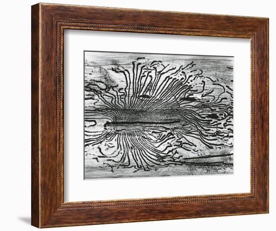 Worm Wood, California, c. 1937-Brett Weston-Framed Photographic Print