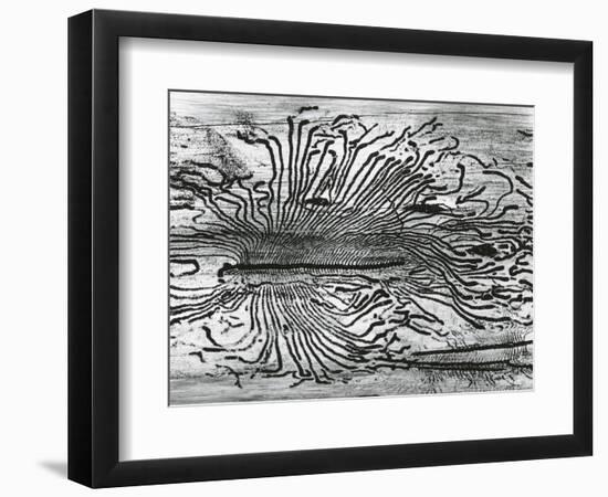 Worm Wood, California, c. 1937-Brett Weston-Framed Photographic Print