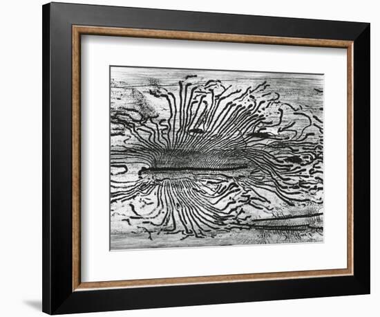 Worm Wood, California, c. 1937-Brett Weston-Framed Photographic Print